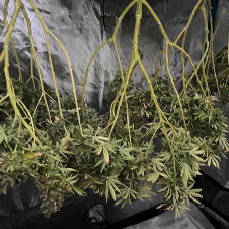 1st Grow Privileged Baddie by Anesia DWC