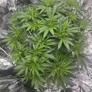 1st Grow Privileged Baddie by Anesia DWC