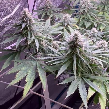 1st Grow Privileged Baddie by Anesia DWC