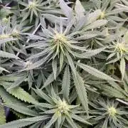 1st Grow Privileged Baddie by Anesia DWC
