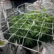 1st Grow Privileged Baddie by Anesia DWC