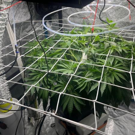 1st Grow Privileged Baddie by Anesia DWC