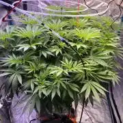 1st Grow Privileged Baddie by Anesia DWC