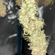 1st Grow Privileged Baddie by Anesia DWC