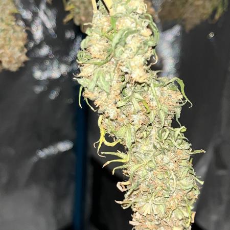 1st Grow Privileged Baddie by Anesia DWC