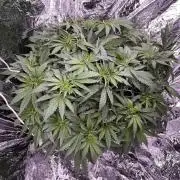 1st Grow Privileged Baddie by Anesia DWC