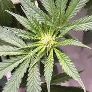 1st Grow Privileged Baddie by Anesia DWC