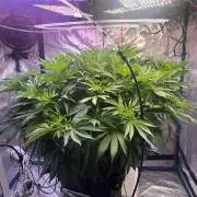 1st Grow Privileged Baddie by Anesia DWC
