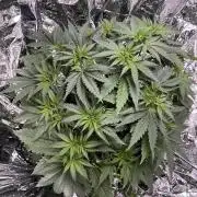 1st Grow Privileged Baddie by Anesia DWC