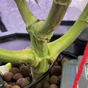 1st Grow Privileged Baddie by Anesia DWC