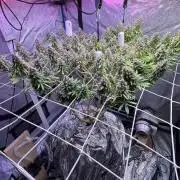 1st Grow Privileged Baddie by Anesia DWC