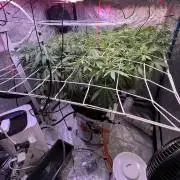 1st Grow Privileged Baddie by Anesia DWC