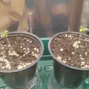 Grow time