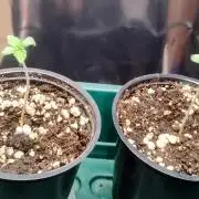 Grow time