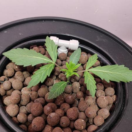 First grow-