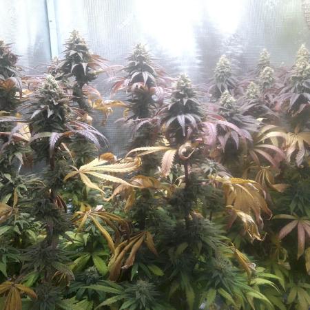 Aladin's kush indoor