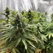 Aladin's kush indoor