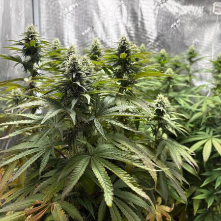 Aladin's kush indoor