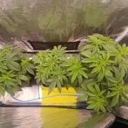 BlueGem, CocoFresh 1st.Grow
