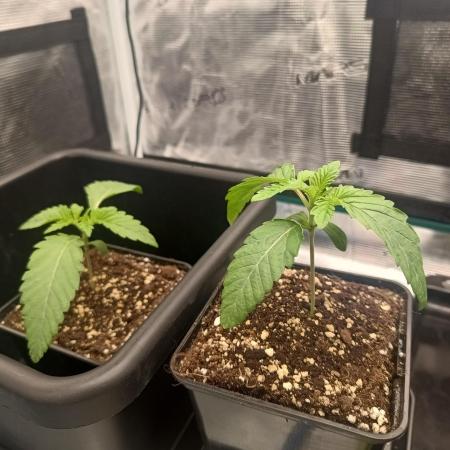 BlueGem, CocoFresh 1st.Grow