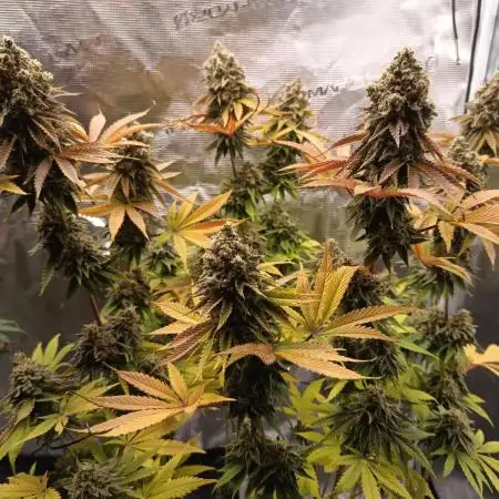 BlueGem, CocoFresh 1st.Grow