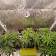 BlueGem, CocoFresh 1st.Grow
