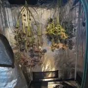 BlueGem, CocoFresh 1st.Grow