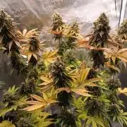 BlueGem, CocoFresh 1st.Grow