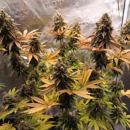 BlueGem, CocoFresh 1st.Grow