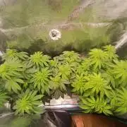 BlueGem, CocoFresh 1st.Grow