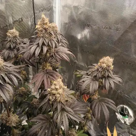 BlueGem, CocoFresh 1st.Grow