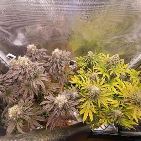 BlueGem, CocoFresh 1st.Grow
