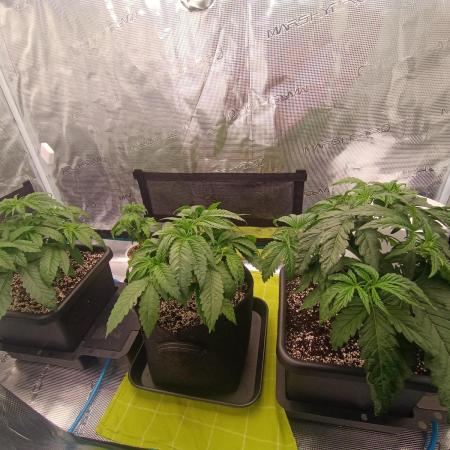 BlueGem, CocoFresh 1st.Grow