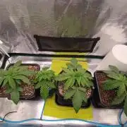 BlueGem, CocoFresh 1st.Grow