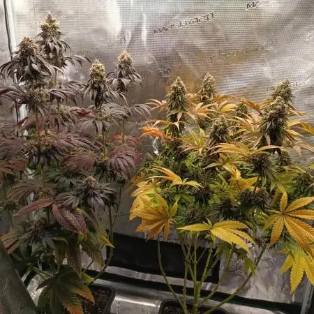 BlueGem, CocoFresh 1st.Grow