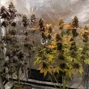 BlueGem, CocoFresh 1st.Grow