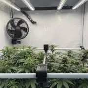 VoGrow‘s Autoflower Grow