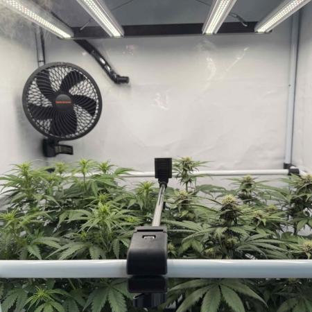VoGrow‘s Autoflower Grow