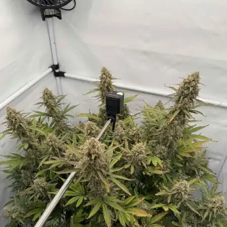 VoGrow‘s Autoflower Grow