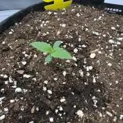 VoGrow‘s Autoflower Grow