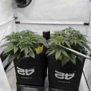 VoGrow‘s Autoflower Grow