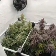 VoGrow‘s Autoflower Grow