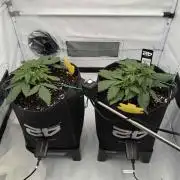 VoGrow‘s Autoflower Grow