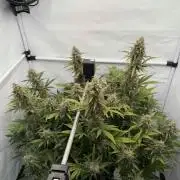 VoGrow‘s Autoflower Grow
