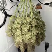 VoGrow‘s Autoflower Grow