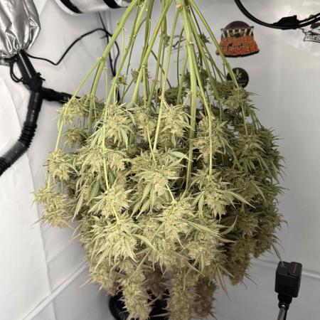 VoGrow‘s Autoflower Grow
