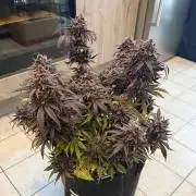 VoGrow‘s Autoflower Grow