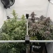 VoGrow‘s Autoflower Grow