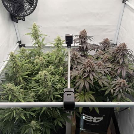 VoGrow‘s Autoflower Grow