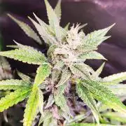 420 FastBuds Auto Run #1